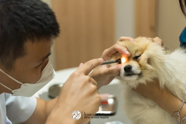 Allpet Animal Hospital photo 8