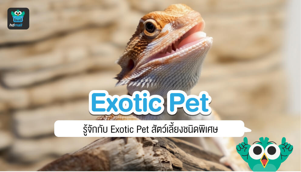 Exotic Pet คืออะไร? มีสัตว์อะไรบ้าง? อยากรับเลี้ยงน้อง ต้องทำอย่างไร? HDmall